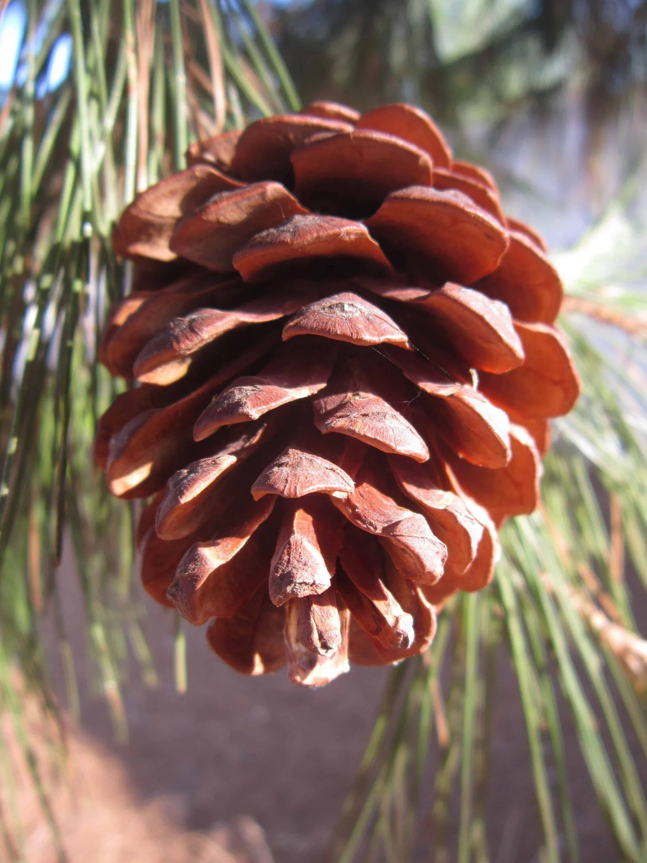 Плод хвойного. Сосна Пиния шишки. Pinus pinea шишка. Сосна Монтесумы шишки. Сосна черная шишки.