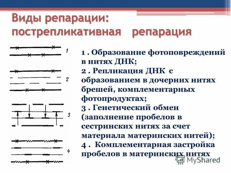 Ошибки генетических процессов репликации репараций. Ошибки генетических процессов репликации репараций