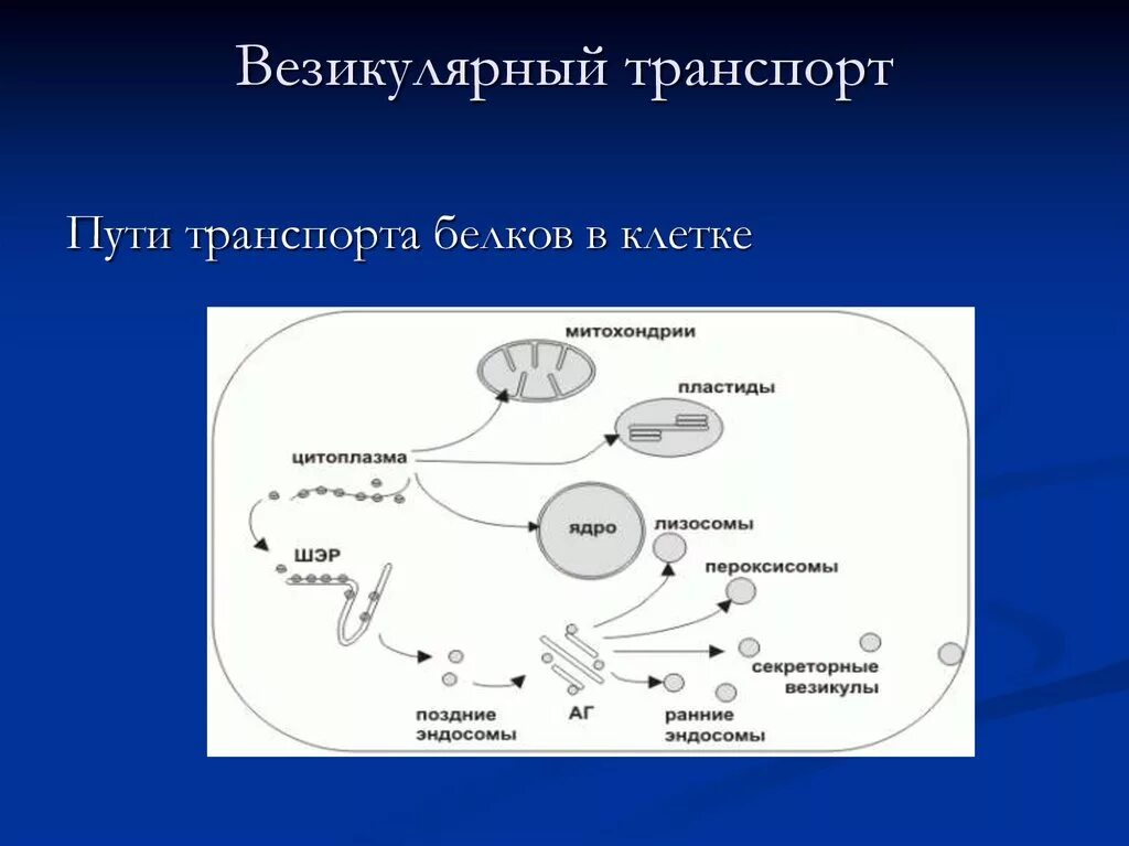 Транспорт белков внутриклеточный. Внутриклеточный везикулярный транспорт. Везикулярный транспорт клетки. Транспорт везикул.
