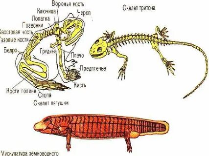 Биология 8 класс амфибии