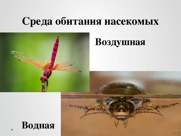 Среда обитания насекомых. Насекомые обитающие в воздушной среде.