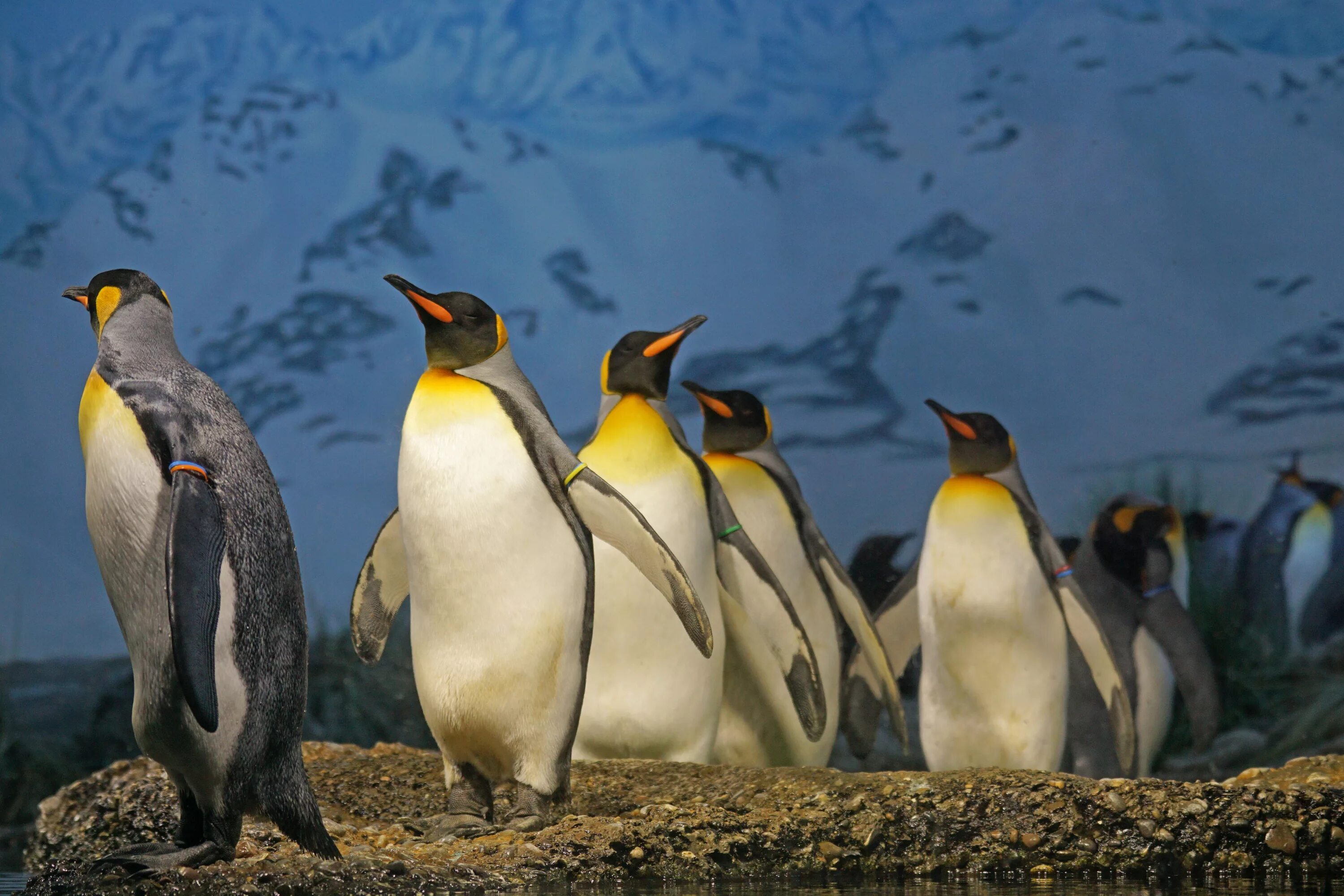 Penguin bird. Penguin bird