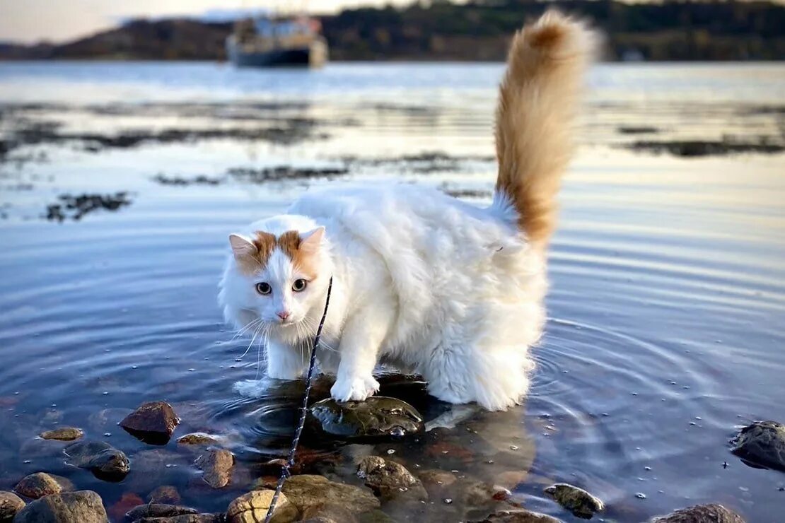 Котята озерах