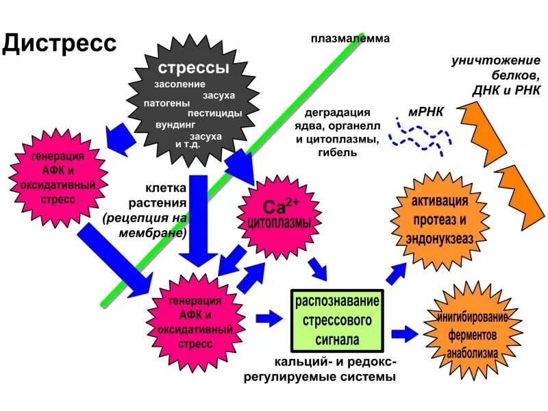 План стресса