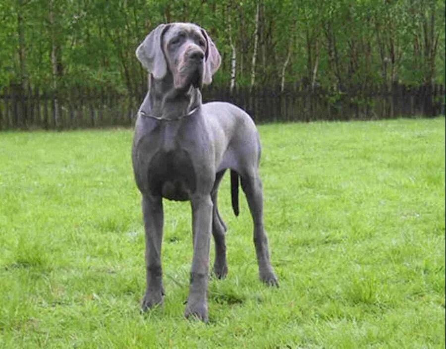Дог цвета. Немецкая гончая веймаранер. Дог порода серый. Blue great dane порода. Королевский дог палевого окраса.