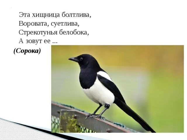 Длиннохвостая самая болтливая. Стрекотунья белобока. Сорока белобока Пушкин. Стрекотунья белобока Шебалин. Стих Стрекотунья белобока.