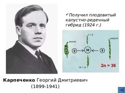 Карпеченко достижения в селекции