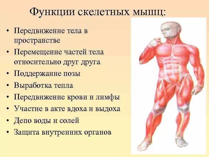 Работа скелетных мышц человека. Функции скелетной мускулатуры человека. Функции скелетных мышц человека. Скелетные мышцы выполняют функции. Физиологические функции мышц.