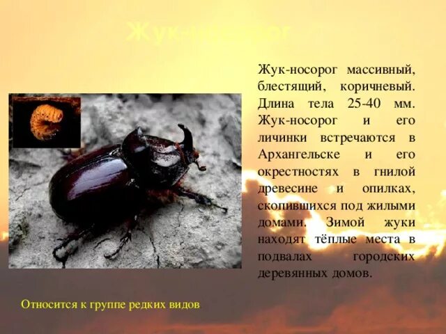 Доклад, сообщение о жуке-носороге окружающий мир что писать? Где найти?