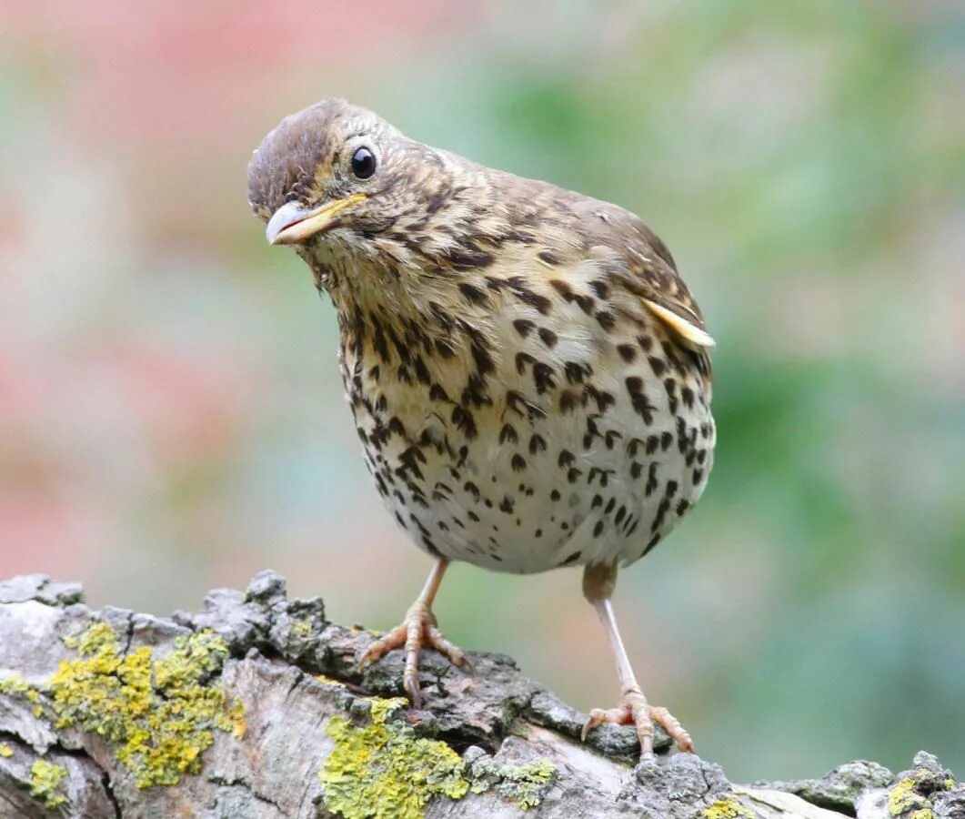 Певчий дрозд и белобровик. Пестрые лесные птицы. Лесной дрозд. Серый дрозд (grey catbird). Пестрые лесные птицы.