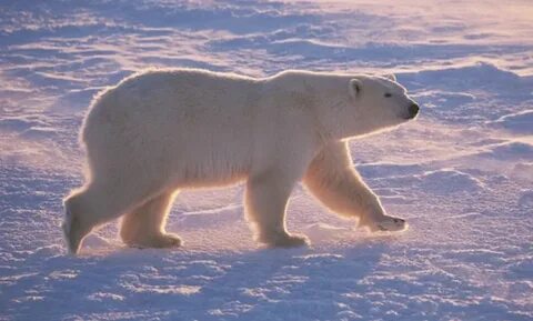 10 Things You Should Avoid Doing in the Polar Regions " Explorersweb B...