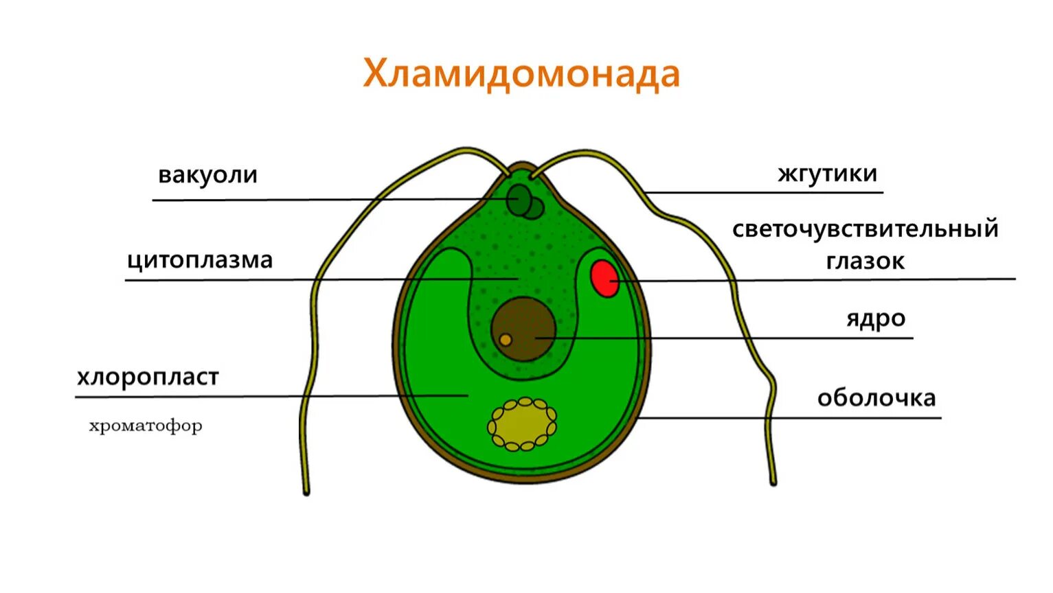 Строение одноклеточных зелёных возрослей. Строение клетки вордорослоя. Строение клетки Chlamydomonas. Схема строения клетки хламидомонады.