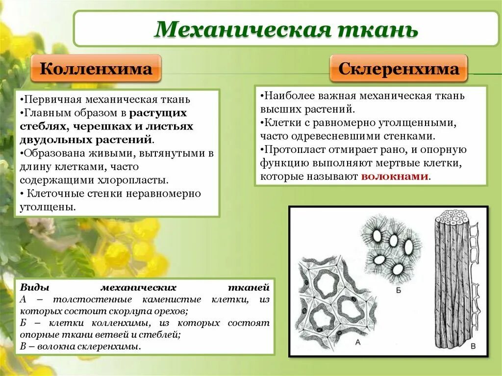 Что является простейшим элементом. Механическая ткань растений склеренхима. Типы механических тканей растений склеренхима. Механическая ткань растений колленхима. Механическая ткань растений колленхима и склеренхима.