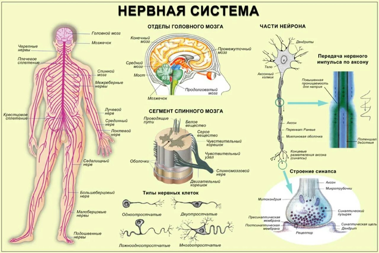 Организм полностью восстанавливается. Строение нервной системы человека схема. Центральная нервная система схема. Схема строения центральной нервной системы. Периферическая нервная система схема строения.