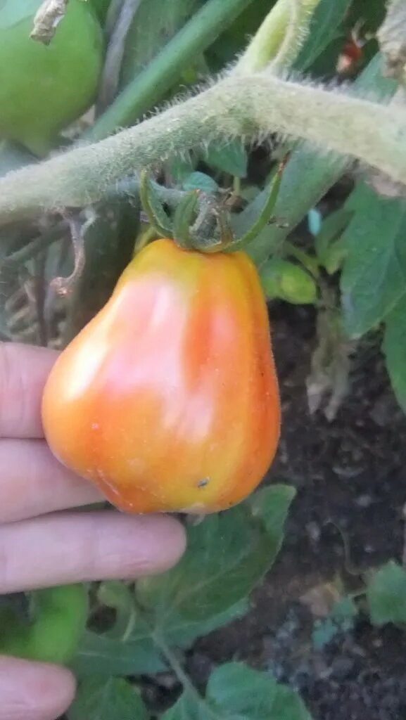 Tomato 10. Помидоры в Неаполе.