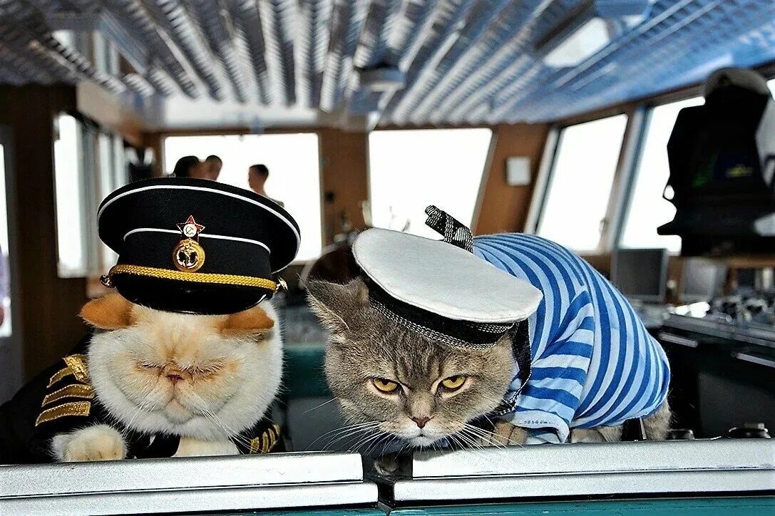 На корабле несколько кошек несколько матросов. Кот на корабле. кот моряк. котенок на корабле. кот капитан.