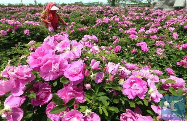 CHINA SHANDONG JIMO ROSE INDUSTRY_Xinhua Finance Agency