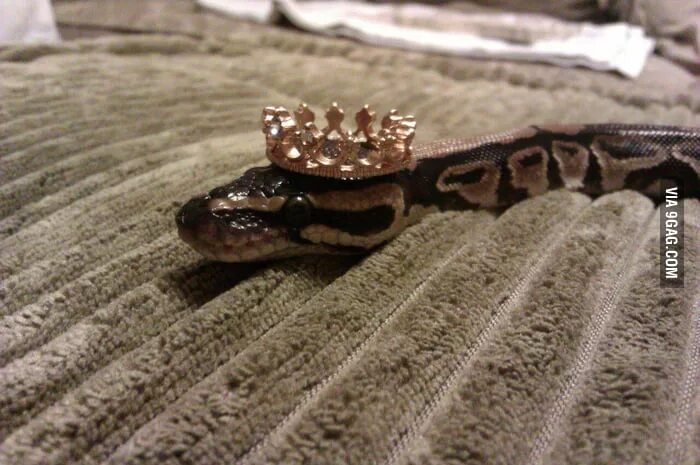 Змея с бантиком фото The spinster Snakes with hats, Pretty hats, Snake