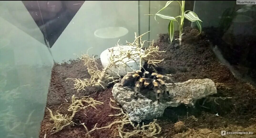 Выставка пауков адлер. Выставка пауков бийск. Выставка пауков бийск. Выставка пауков в щелково. Удивительный мир пауков выставка.