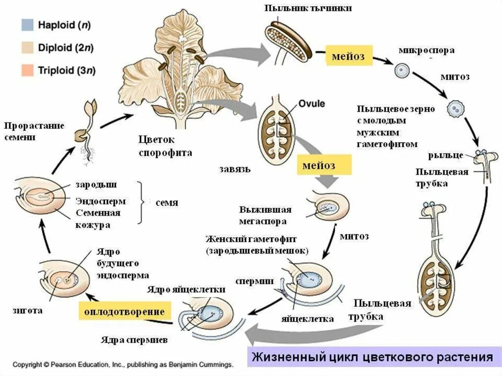 Жизненные циклы егэ биология задания