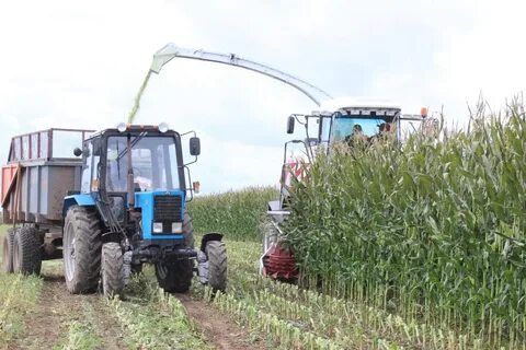 Силос урожайность