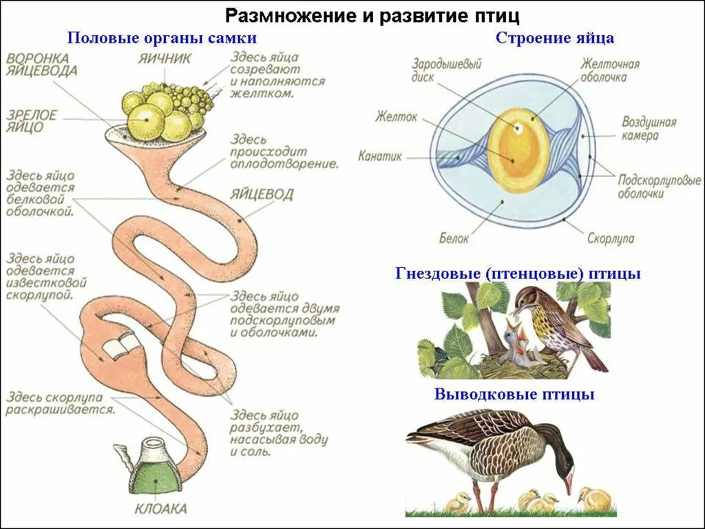 Яйцевод птиц