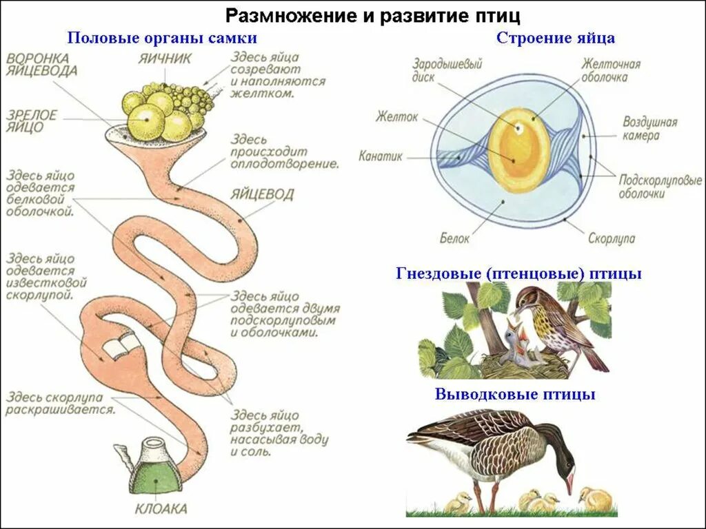 Размножение и развитие человека 8. Репродуктивная система птиц схема. Система размножения птиц. Система органов размножения птиц. Размножение и развитие птиц строение яйца.