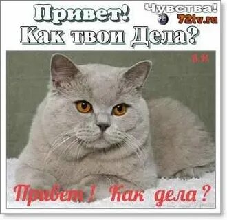 Света как твои дела