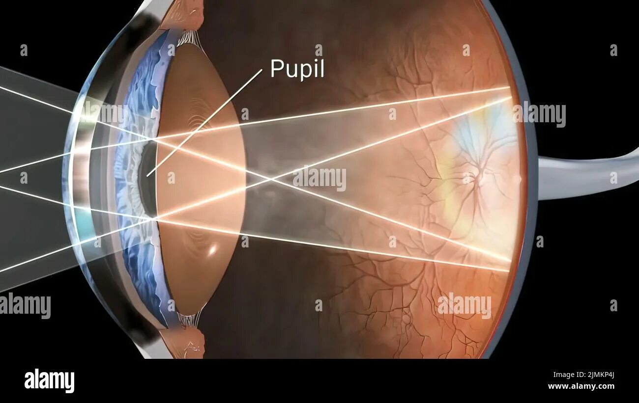 Свет через глаз. Зрение человека. Глаз свет падает на сетчатку. Проекция на сетчатку глаза.
