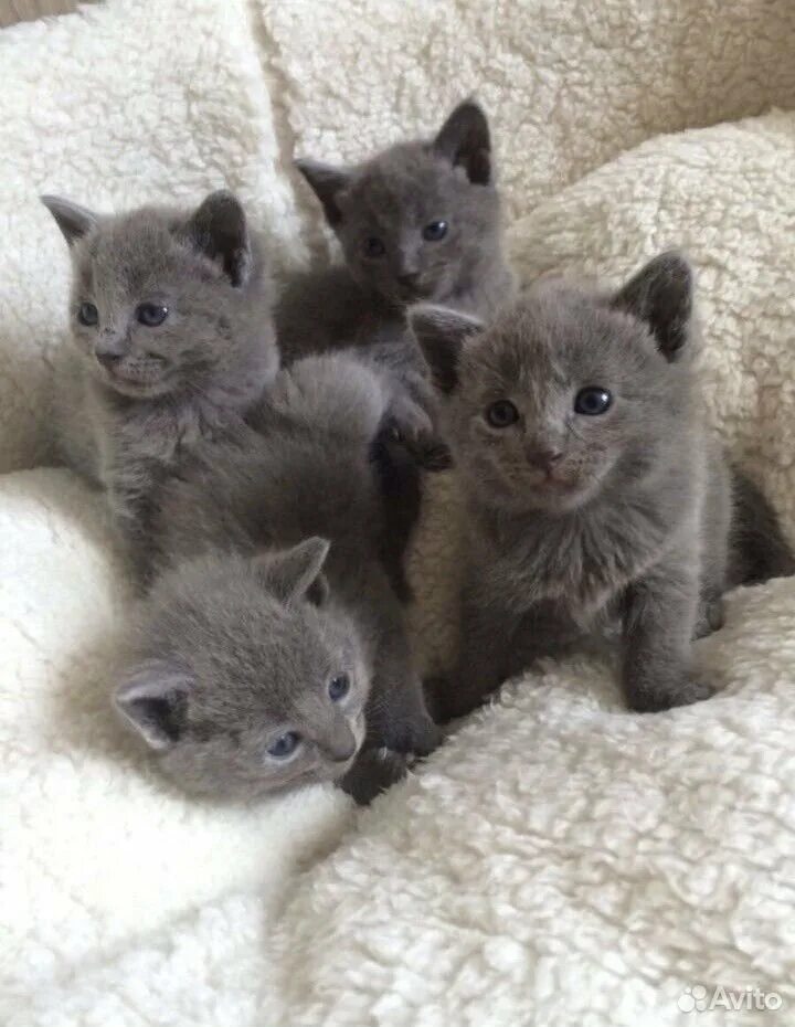 Фото голубых котят. Британская голубая кошка метис. Русско голубой котенок. Фото голубых котят. Фото голубых котят.