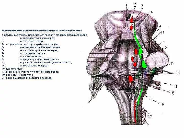 Ядра черепных нервов ствола мозга. Проекция ядер черепных нервов на ствол мозга. Переключательные ядра продолговатого мозга. Проекция ядер на ромбовидную ямку. Черепные нервы анатомия продолговатый мозг.