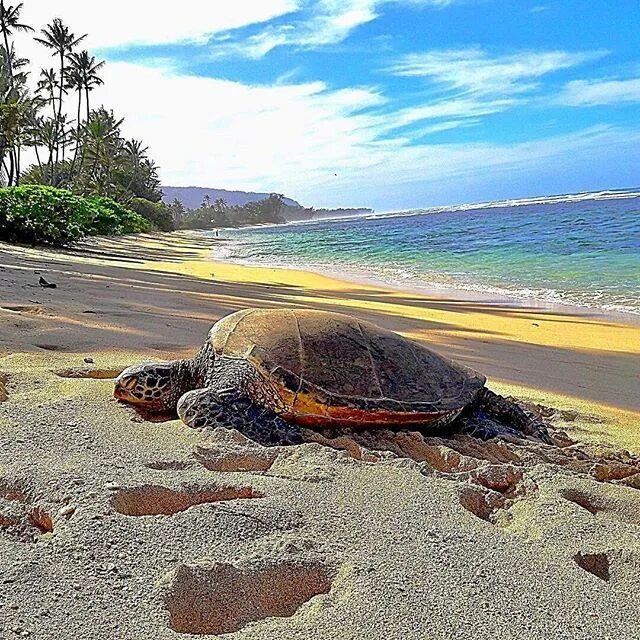 Черепаха в жизни человека. Галапагосы черепахи. Черепаший остров Галапагос. Галапагосские острова черепахи. Галапагосская черепаха морская.