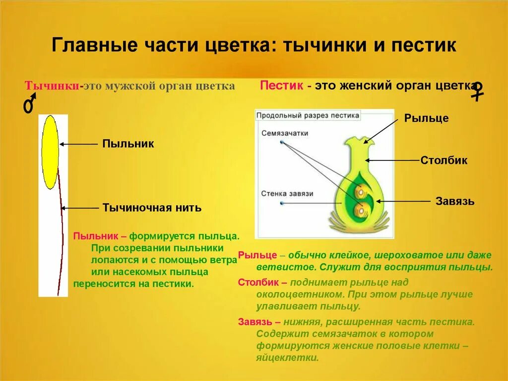 Пыльник у растений функция. Пыльник тычиночная нить рыльце завязь. пыльник пыльца тычиночная нить. строение пестика и тычинки биология 6. тычинка пестик пыльник завязь.