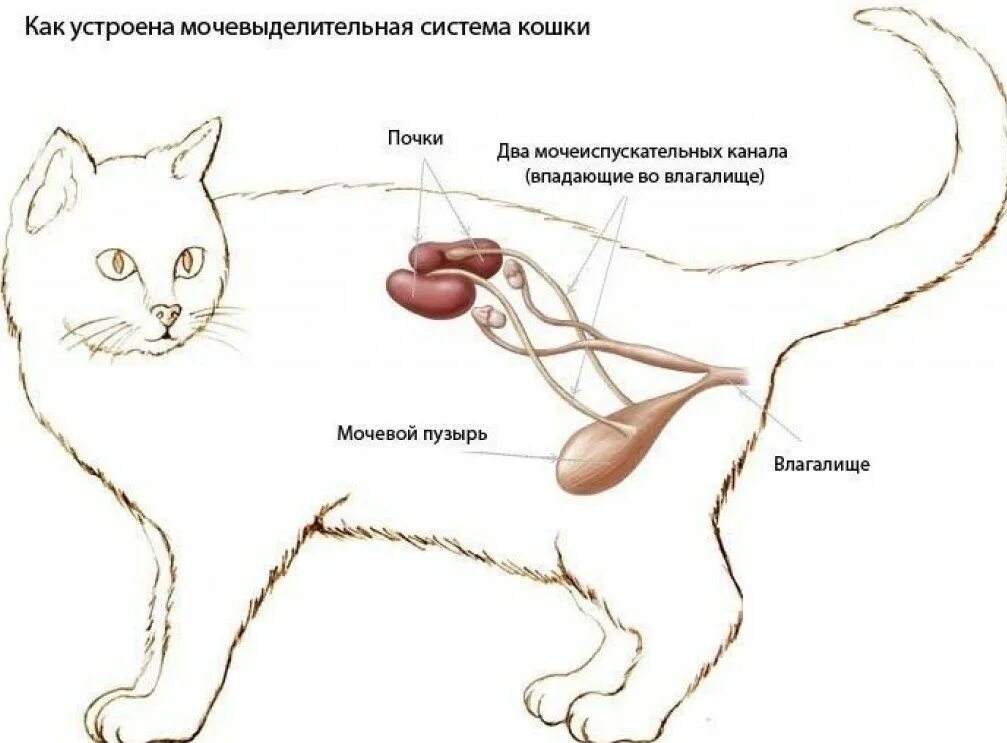 Матка и яичники кошки. Мочеполовая система кота анатомия. Мочевой пузырь у кота расположение. Мочевой пузырь у кошки расположение. Анатомия кота мочевой пузырь.