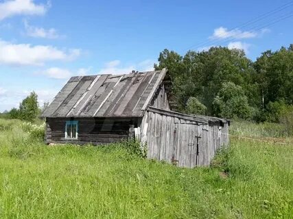 Березник вологодской