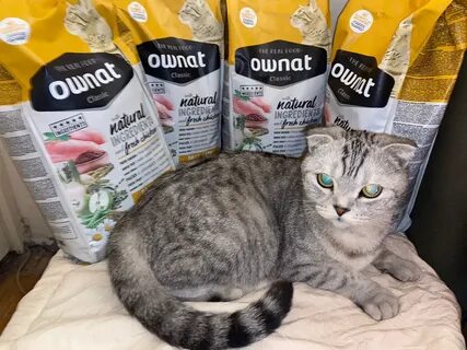 Ownat hypoallergenic для кошек
