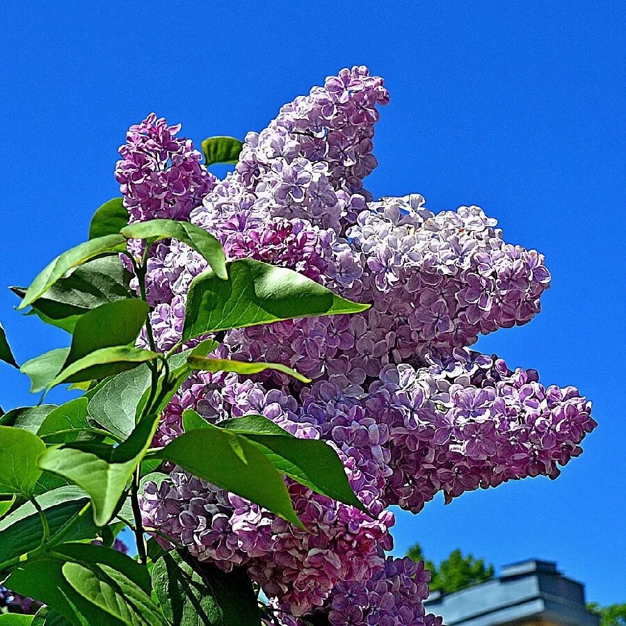 Сирень фото и описание кустарника. Syringa vulgaris Mechta. Сирень обыкновенная, венгерская. Сирень Syringa vulgaris. Сирень обыкновенная (Syringa vulgaris).