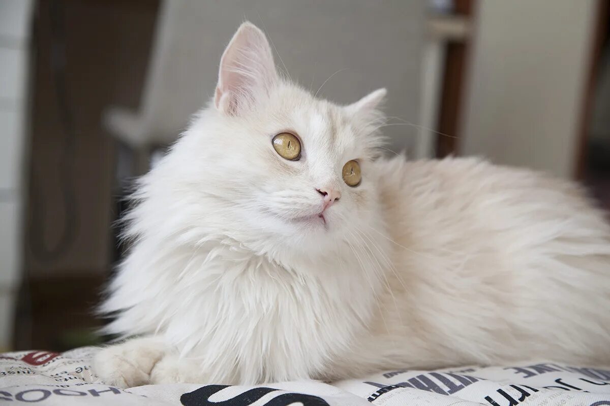 Ангорская кошка. Турецкая ангора кошка. Турецкая ангора длинношерстная. Турецкая ангора белая.