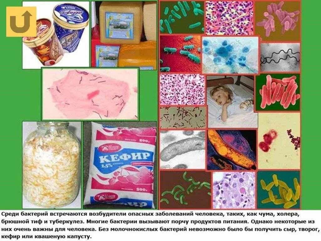 Микроорганизмы продукты. Бактерии аммонификаторы. Микроорганизмы продукты. Микотоксины плесени. Молочнокислые бактерии.