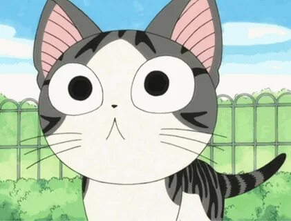 Chi cat