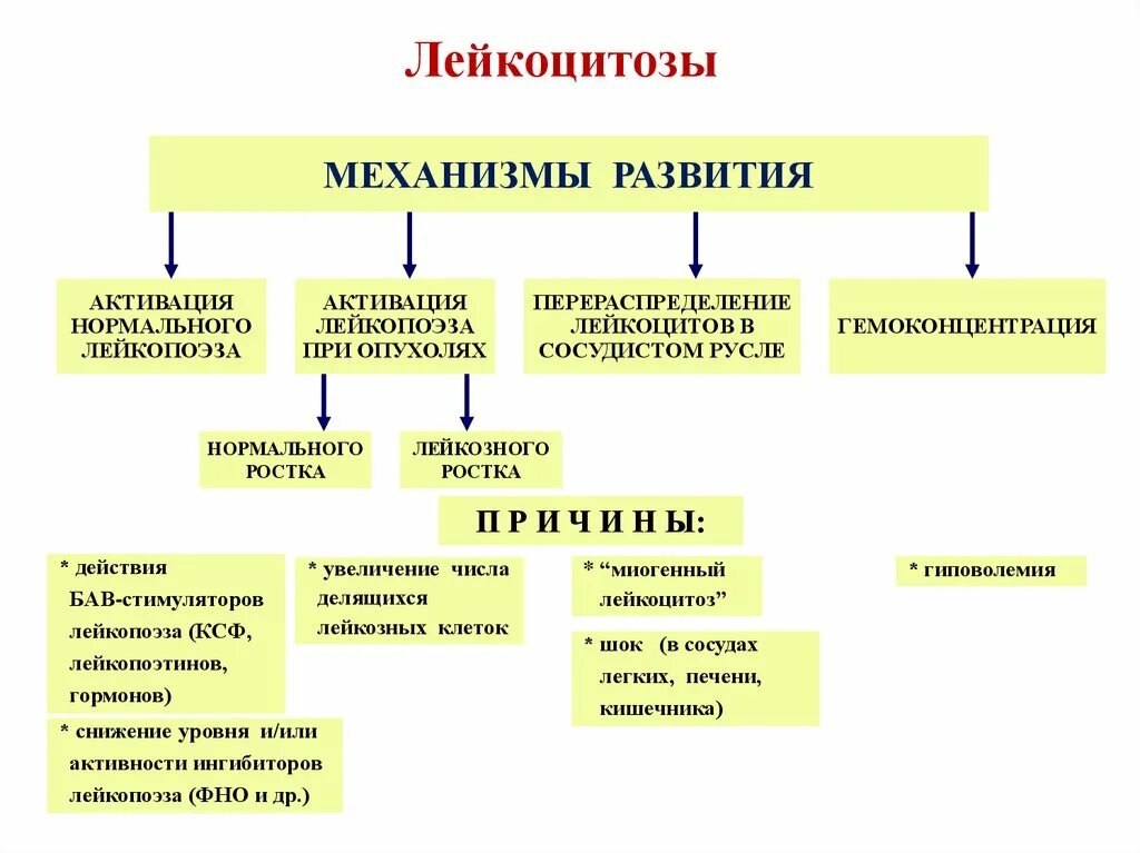 Механизм развития лейкоцитоза. Основные механизмы развития лейкоцитозов. Относительный лейкоцитоз механизмы развития. Механизмы развития патологических лейкоцитозов.