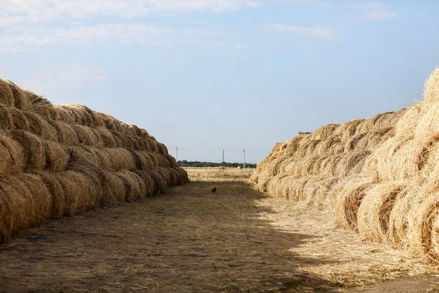 Сено 200 кг тюки. Рулон сена 120. Волгоградские валы сена. Сельское хозяйство клетского района. Авито сено.