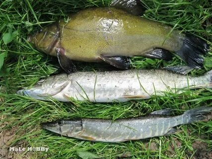 Какая рыба водится в белом озере