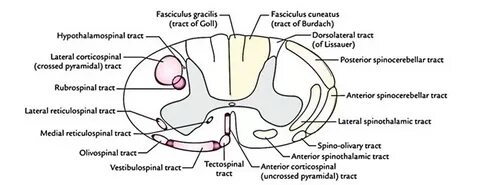 Fasciculus gracilis
