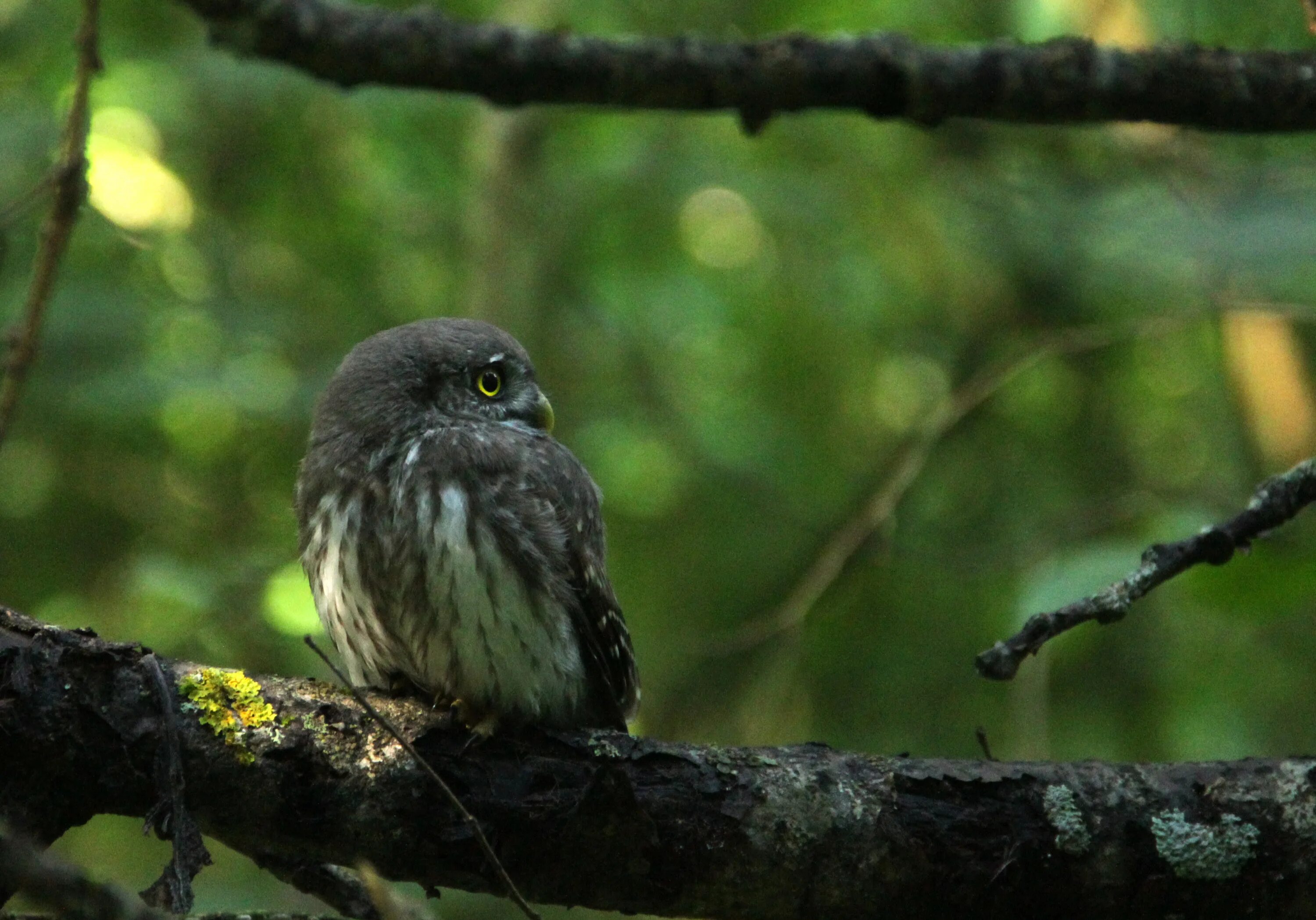 птичка воробей. птицы из отряда воробьиных. настоящие воробьи. птица похожая на большого воробья. домовой воробей птенец.