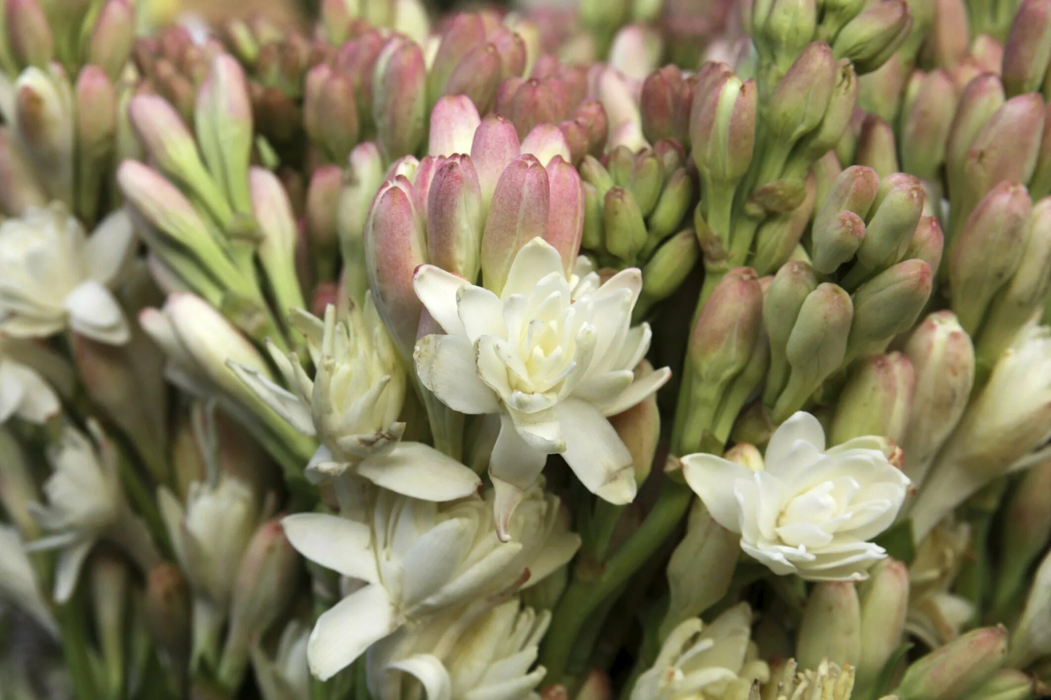 Tuberose. Тубероза (Polianthes tuberosa). Тубероза (полиантес клубненосный). Тубероза Жемчужина. Полиантес Тубероза Жемчужина.