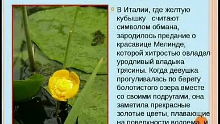 Ответы Mail.ru: Водные красавицы - кубышки и кувшинки - окутаны легендами, их кр
