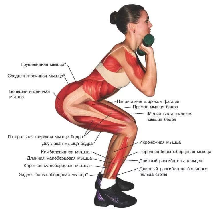 Можно ли греть ягодицу. Упражнения для мышц ягодиц. Упражнения приседания для ягодиц. Упражнения на ягодичные мышцы. Прокачать мышцы ягодиц.