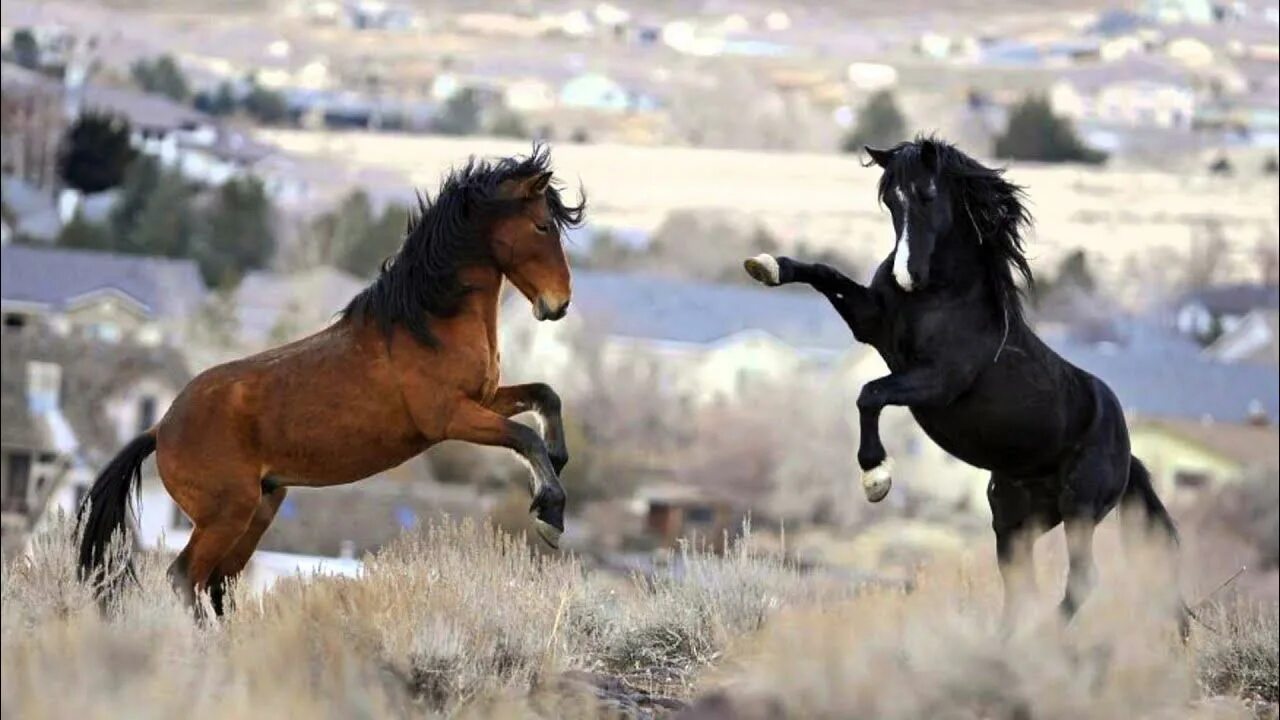 Cheval Horses, Wild horses, Mustang horse