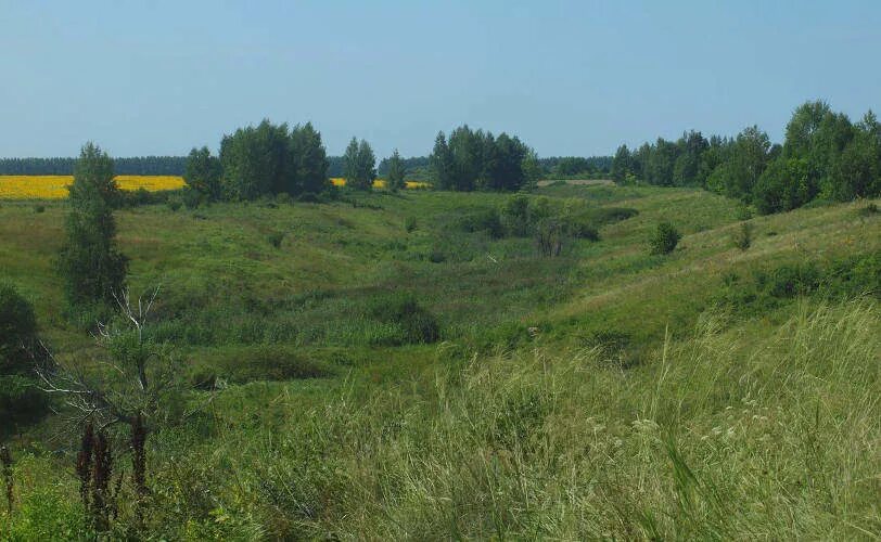 Приволжская лесостепь верховья суры. Приволжская лесостепь, государственный природный заповедник. Приволжский заповедник. Кунчеровская степь пензенская область. Приволжский заповедник.